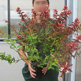 Planfor's perforated 1-litre Pot