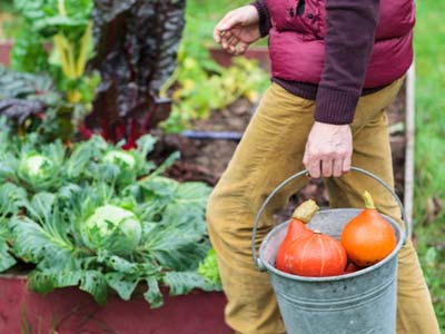 What is there do in the vegetable plot in autumn ?