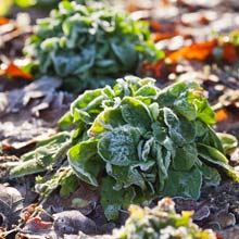 What is there do in the vegetable plot in autumn ?