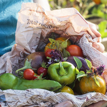 What can you do in the vegetable plot in summer ?