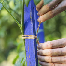 What can you do in the vegetable plot in summer ?