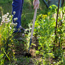 What can you do in the vegetable plot in summer ?