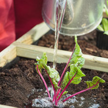 What can you do in the vegetable plot in summer ?