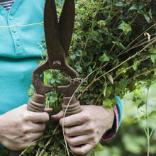 What can you do in the vegetable plot in summer ?