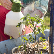 What can you do in the vegetable plot in summer ?