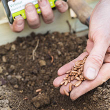 What can you do in the vegetable plot in summer ?