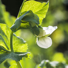 What can you do in the vegetable plot in summer ?