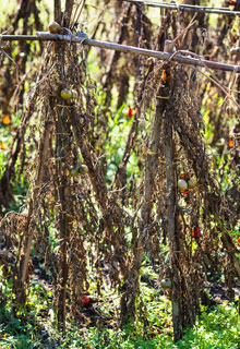 What can you do in the vegetable plot in winter ?