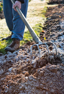 What can you do in the vegetable plot in winter ?