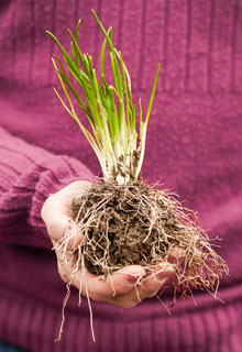 What can you do in the vegetable plot in winter ?