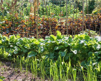 What can you do in the vegetable plot in spring ?