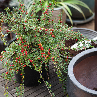 Potted plants which last a long time