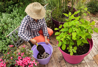 Potted plants which last a long time