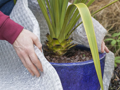 Protecting your potted plants in winter