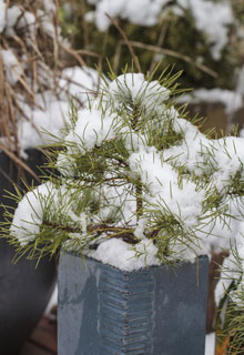 Protecting your potted plants in winter