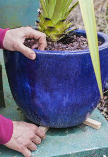 Protecting your potted plants in winter