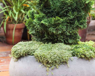 Pots and window boxes in organic version