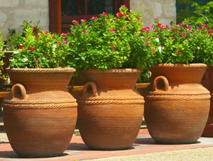 Plants in pots