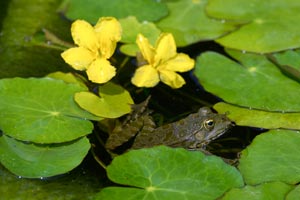 Why choose a living garden ?