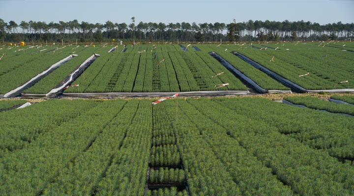 Production of young plants of Maritime Pine