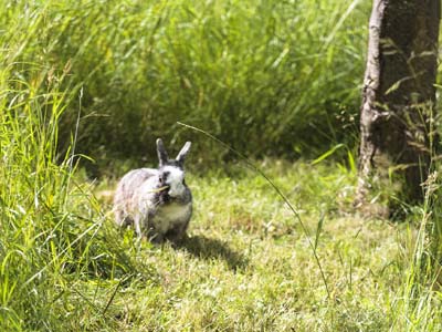 How to protect trees against plant bugs ?