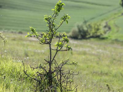 How to protect trees against plant bugs ?