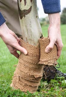 How to protect trees against plant bugs ?