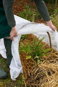 Protecting your plants in winter