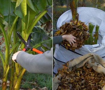 Protecting your plants in winter