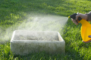 Raising seedlings