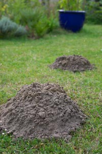 How can you deal with moles?