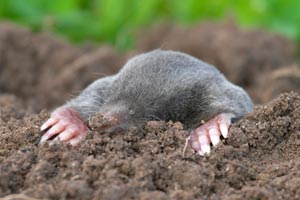 How can you deal with moles?
