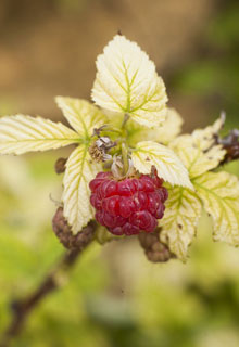 Shrubs and trees in a very calcareous soil