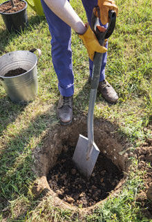 Shrubs and trees in a very calcareous soil