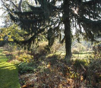 Shrubs and trees in dry and shady spot