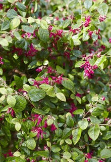 Shrubs and trees in dry and shady spot