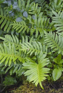 Shrubs and trees in dry and shady spot