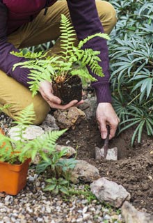 Shrubs and trees in dry and shady spot