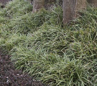 What can you plant at the base of a hedge ?