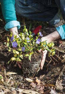 What can you plant at the base of a hedge ?