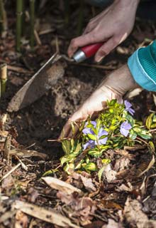 What can you plant at the base of a hedge ?