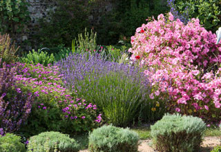 Shrubs and trees for a scorching spot