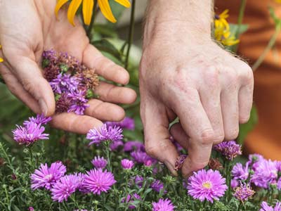 Give some tonus back to your flowering plants