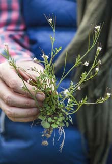 Give some tonus back to your flowering plants