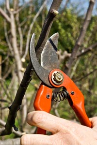 The basic principles of pruning