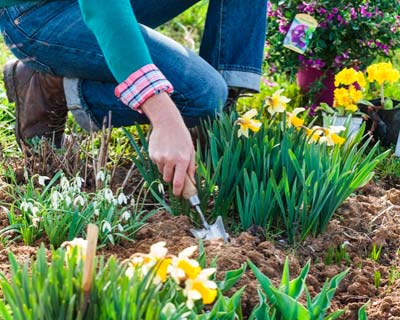 How to redesign a flowerbed ?