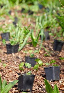 How to redesign a flowerbed ?