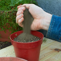 Growing seeds in a pot