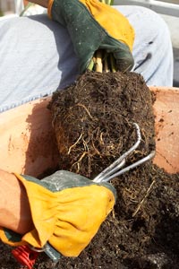 Repotting