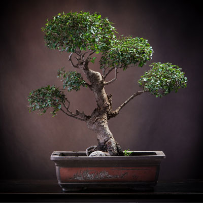 Repotting your bonsai